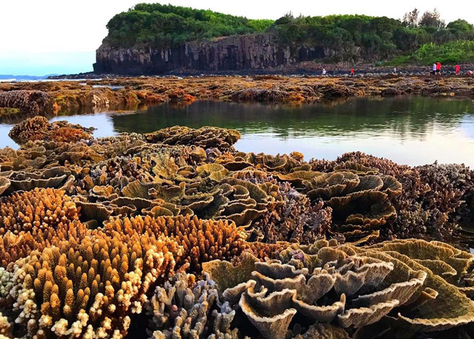 Ngắm tuyệt tác san hô cực đẹp ở Gành Yến- Quảng Ngãi